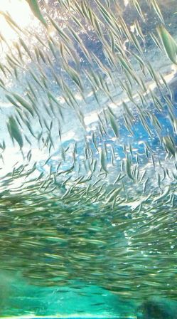 海響館2.jpg