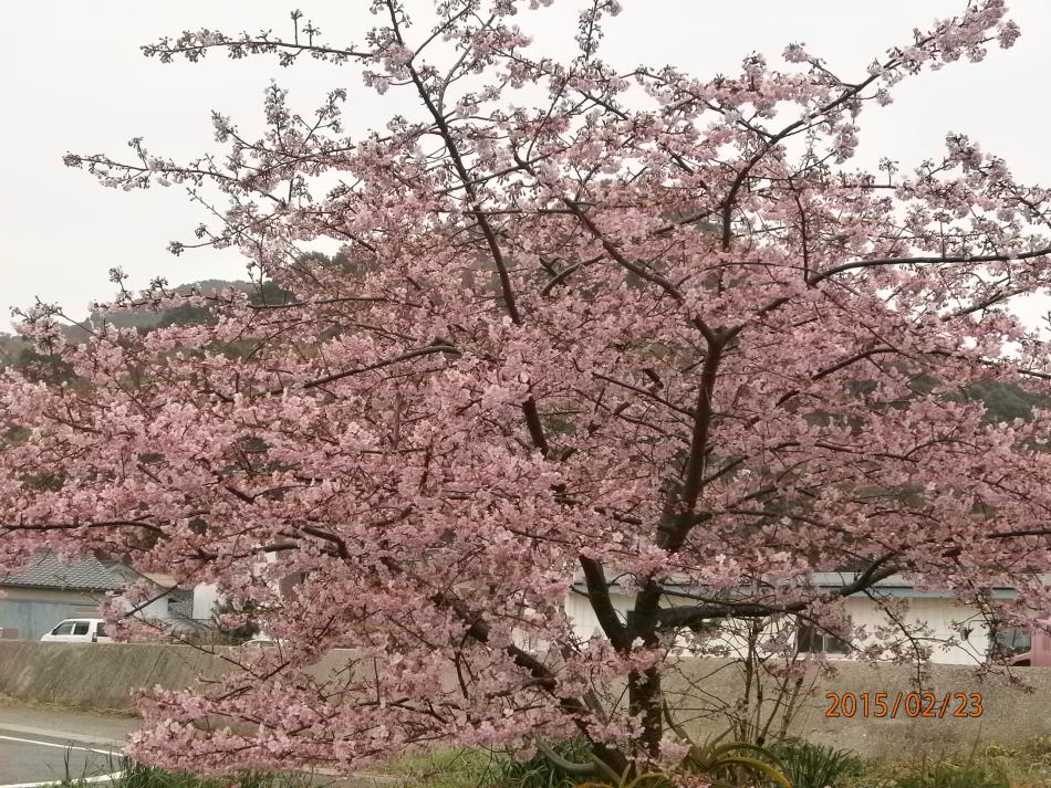 河津桜