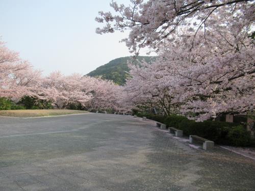 2018桜4