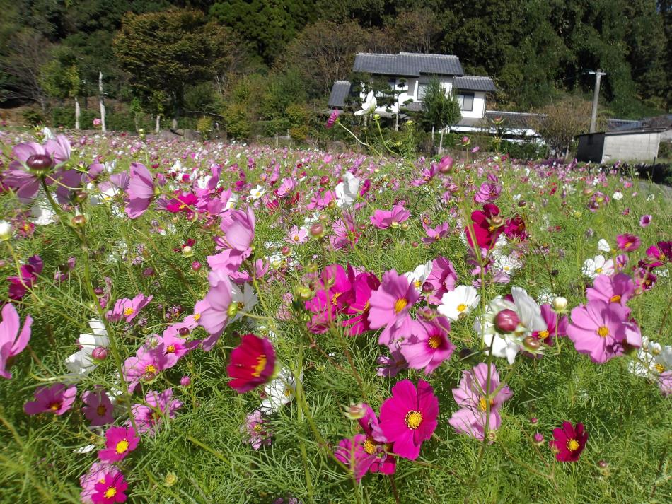 2026花いっぱい運動コスモス等咲き始めました