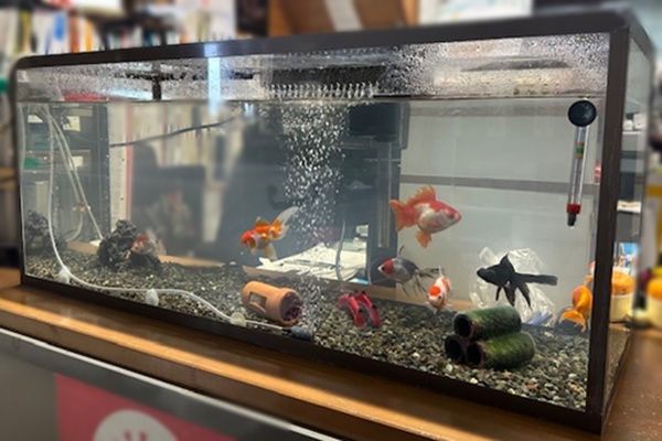 金魚飼っちゃいました🐟