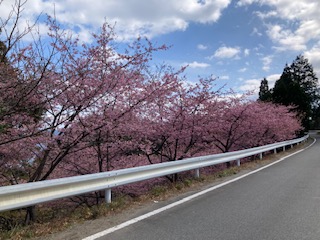 河津桜２月１７日