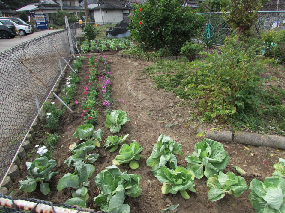 苗植え
