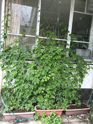 ゴーヤ花