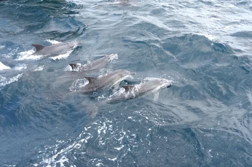 ミナミハンドウイルカの生息海域