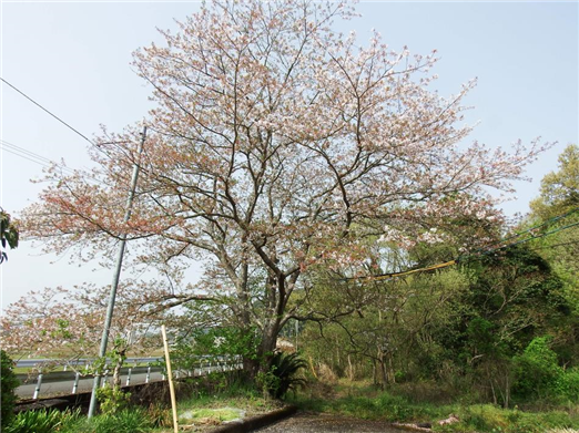 桜6