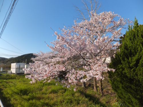 202004小学校-桜