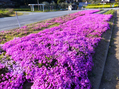 202004芝桜