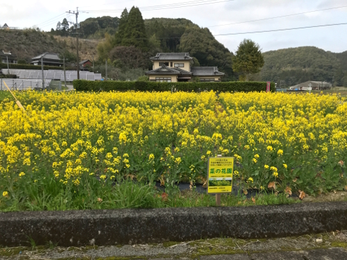 202004菜の花