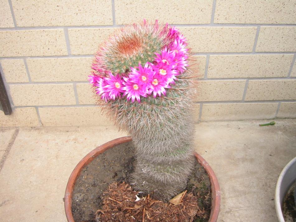 サボテンの花