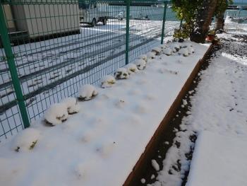 雪①