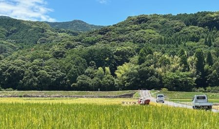 R7稲刈り３