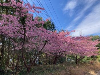 R5河津桜