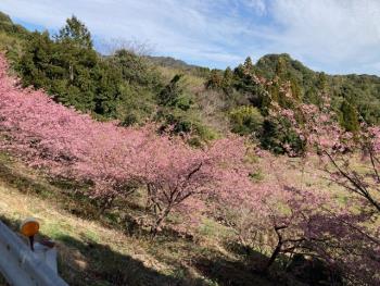 R5河津桜