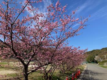 R5河津桜