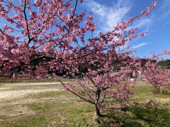 R5河津桜