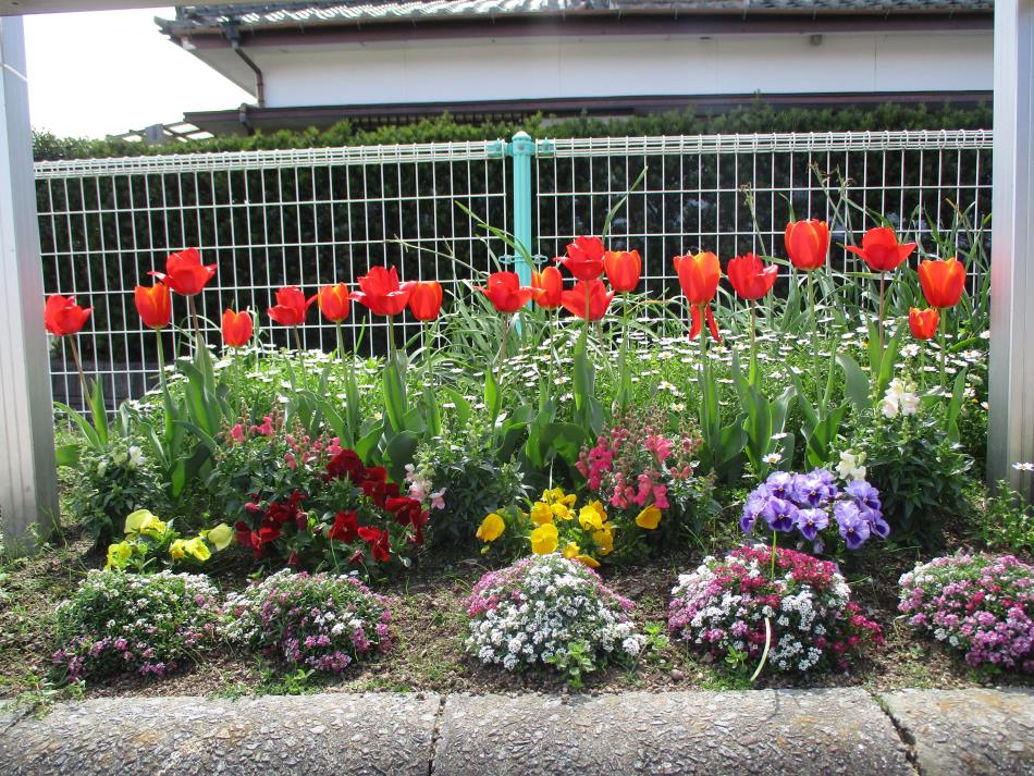 園庭の花々