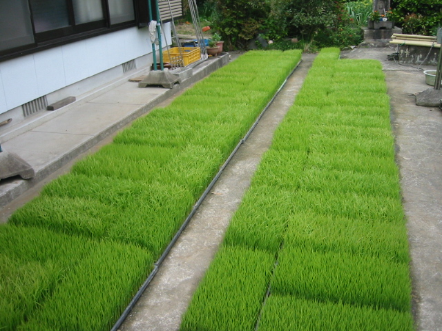 田植え