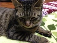 スマホでパチリ　にゃんこ6