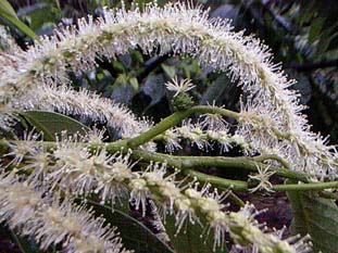 栗の花