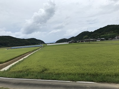育った稲