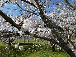 桜