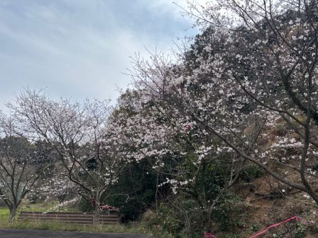 桜坂上