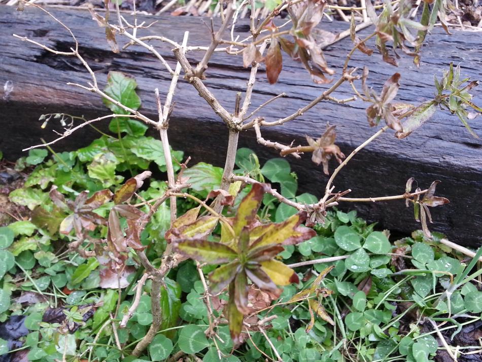 日記 Naturalherb 香草園 ナチュラルハーブ香草園