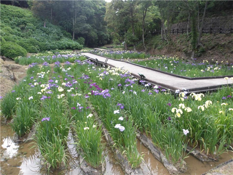 5月26日花しょうぶ