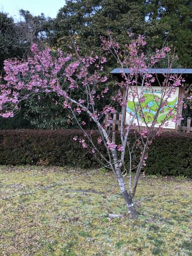 桜の花