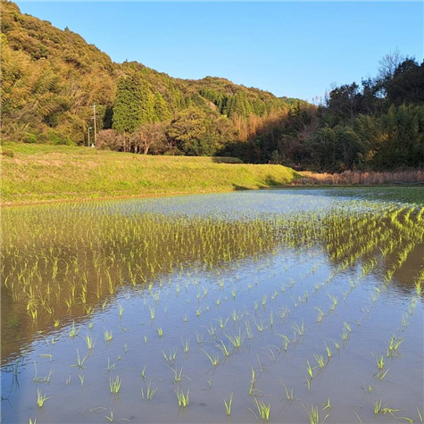 のどかな水田本崎かつみ