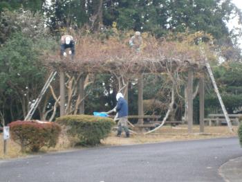 水仙公園の剪定作業