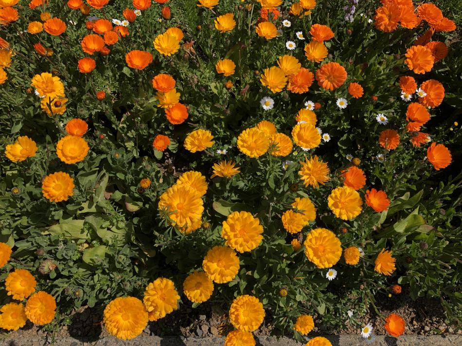鳴子花壇