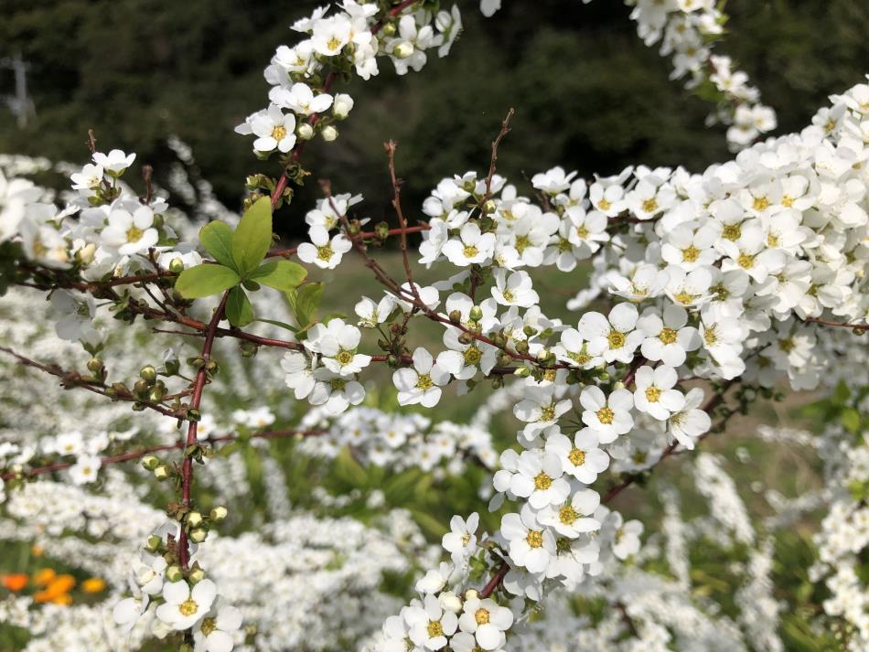 鳴子花壇
