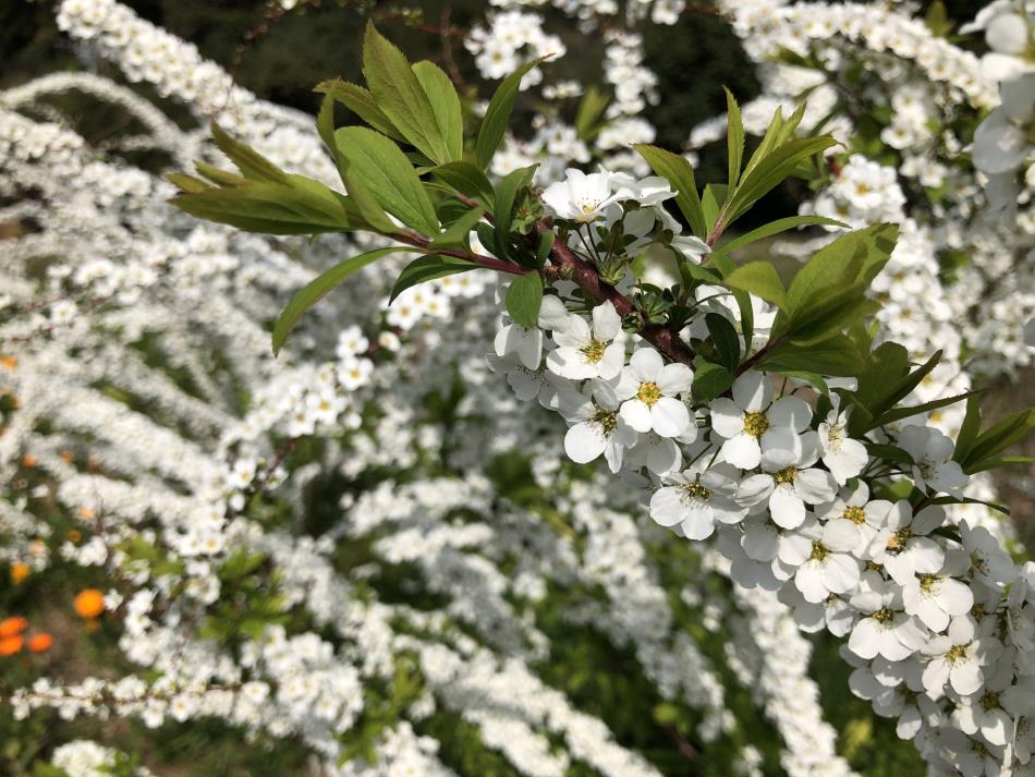 鳴子花壇