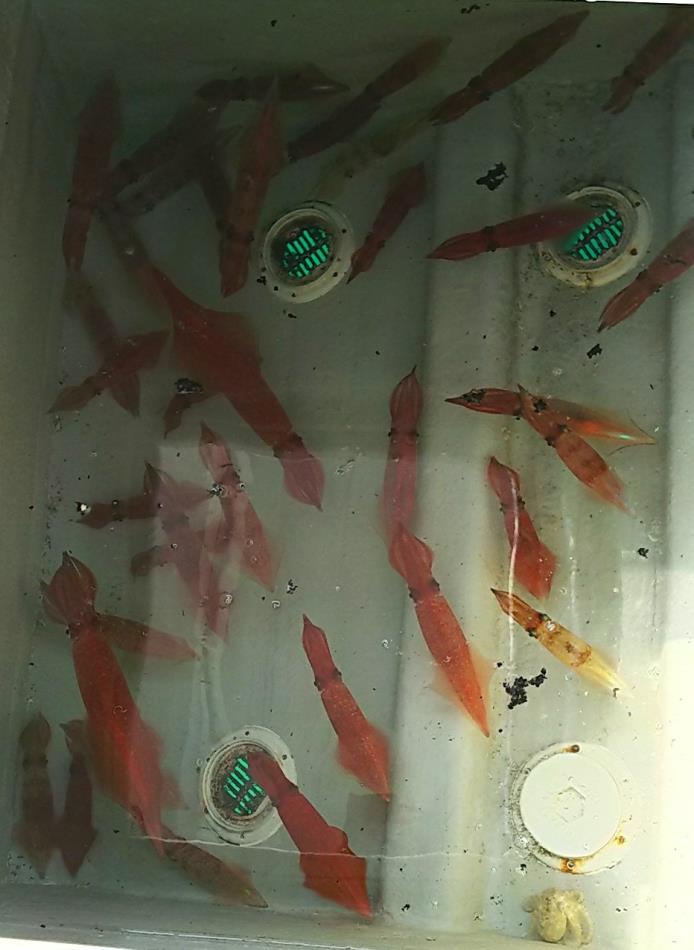 イカ釣りお疲れ様でした