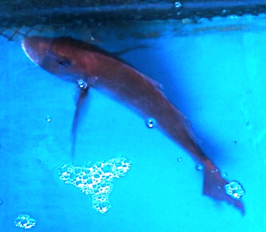 鯛ラバー