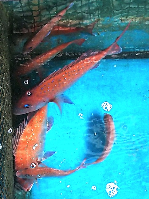 鯛ラバー