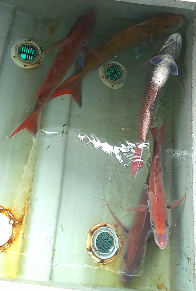 タイ釣りお疲れ様でした