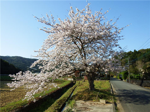 中津浦