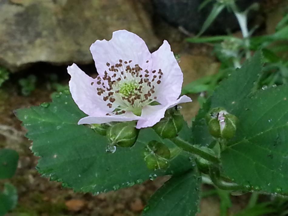 ブラックベリー、花