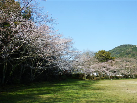 桜2