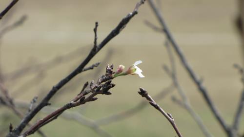 桜