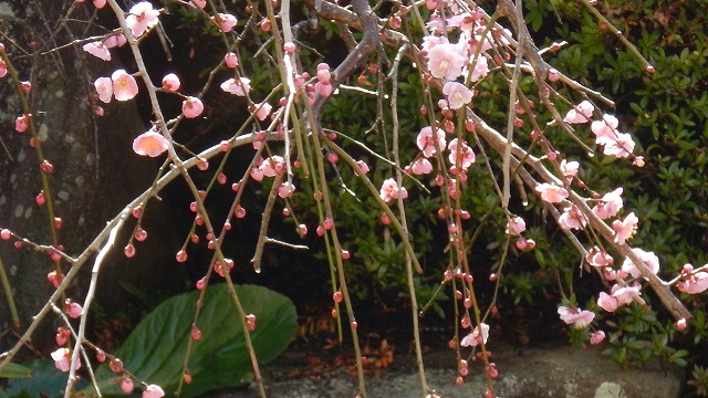 栖本　コミセン　春　梅