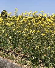 菜の花