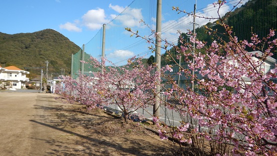 河津桜①