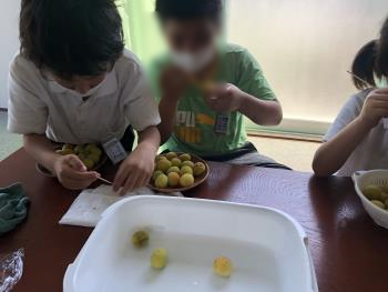 梅シロップ1