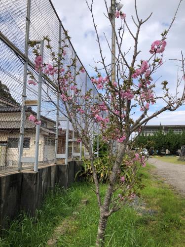 桜