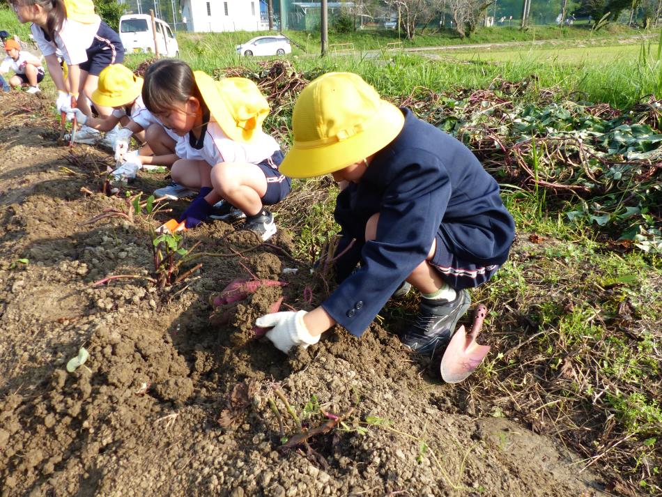 新和小学校１・２年生「芋ほり体験」