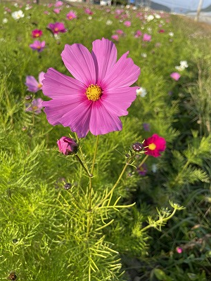 ひだまりの花畑20211104②